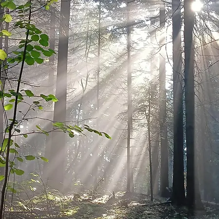 Dom W Gorach Zacisze Lasu 公寓