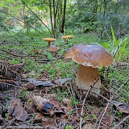 公寓 Dom W Gorach Zacisze Lasu *