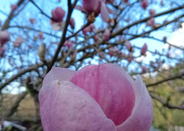 Dom W Gorach Zacisze Lasu