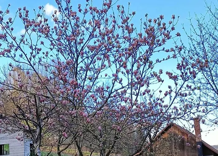 Dom W Gorach Zacisze Lasu * 贝斯基德地区苏哈