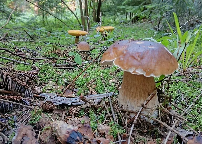 公寓 Dom W Gorach Zacisze Lasu *